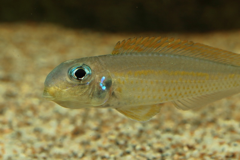 Xenotilapia flavipinnis 'Cape Kabogo'